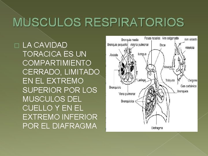 MUSCULOS RESPIRATORIOS � LA CAVIDAD TORACICA ES UN COMPARTIMIENTO CERRADO, LIMITADO EN EL EXTREMO