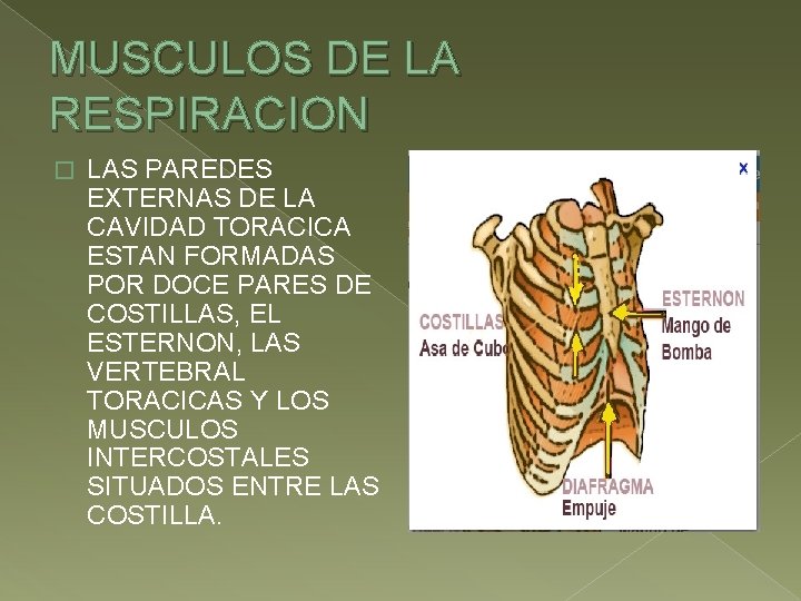 MUSCULOS DE LA RESPIRACION � LAS PAREDES EXTERNAS DE LA CAVIDAD TORACICA ESTAN FORMADAS