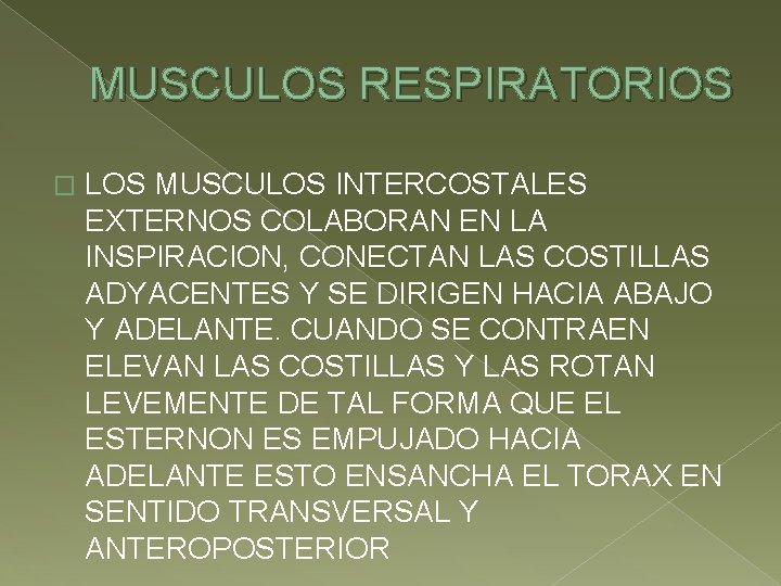 MUSCULOS RESPIRATORIOS � LOS MUSCULOS INTERCOSTALES EXTERNOS COLABORAN EN LA INSPIRACION, CONECTAN LAS COSTILLAS