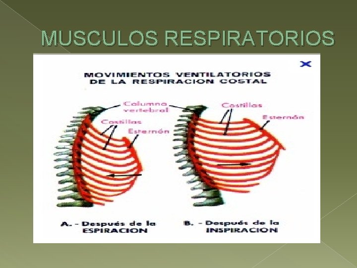 MUSCULOS RESPIRATORIOS 