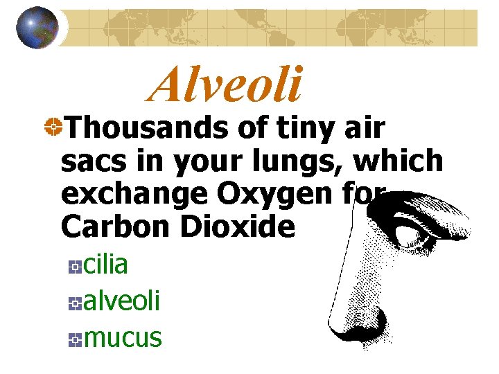 Alveoli Thousands of tiny air sacs in your lungs, which exchange Oxygen for Carbon