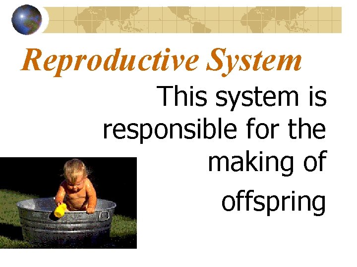 Reproductive System This system is responsible for the making of offspring 