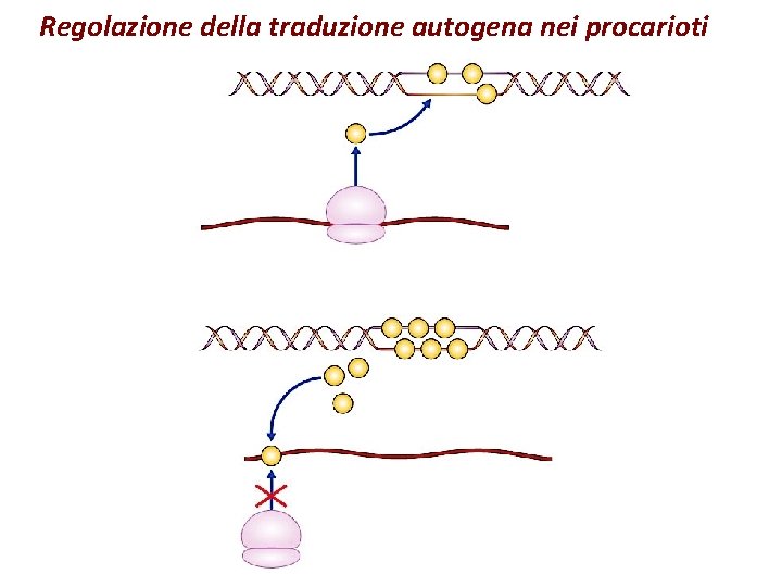 Regolazione della traduzione autogena nei procarioti Regolazione della traduzione autogena nei procarioti