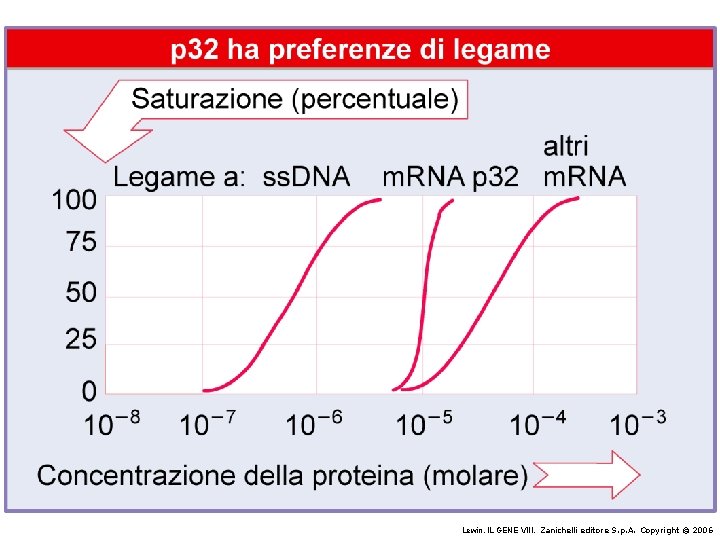 Lewin, IL GENE VIII, Zanichelli editore S. p. A. Copyright © 2006 Lewin, IL GENE VIII, Zanichelli editore S. p. A. Copyright © 2006