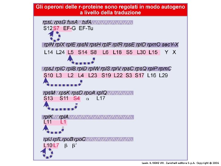 Lewin, IL GENE VIII, Zanichelli editore S. p. A. Copyright © 2006 Lewin, IL GENE VIII, Zanichelli editore S. p. A. Copyright © 2006