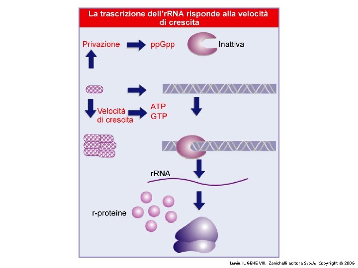 Lewin, IL GENE VIII, Zanichelli editore S. p. A. Copyright © 2006 Lewin, IL GENE VIII, Zanichelli editore S. p. A. Copyright © 2006