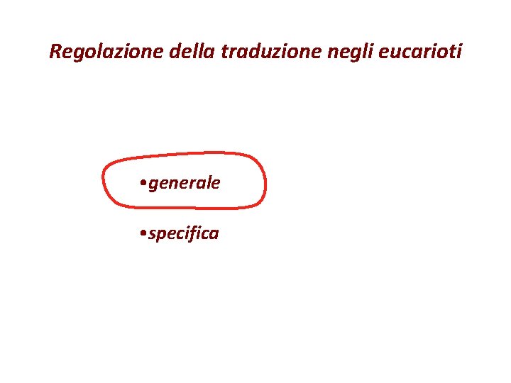 Regolazione della traduzione negli eucarioti • generale • specifica Regolazione della traduzione negli eucarioti • generale • specifica