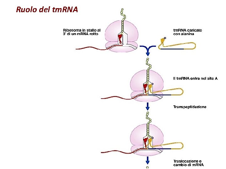 Ruolo del tm. RNA Ruolo del tm. RNA