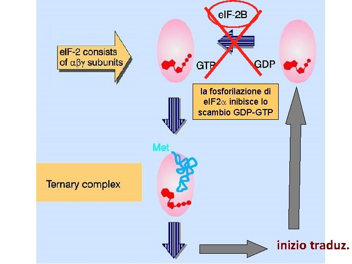 la fosforilazione di e. IF 2 a inibisce lo scambio GDP-GTP inizio traduz. la fosforilazione di e. IF 2 a inibisce lo scambio GDP-GTP inizio traduz.