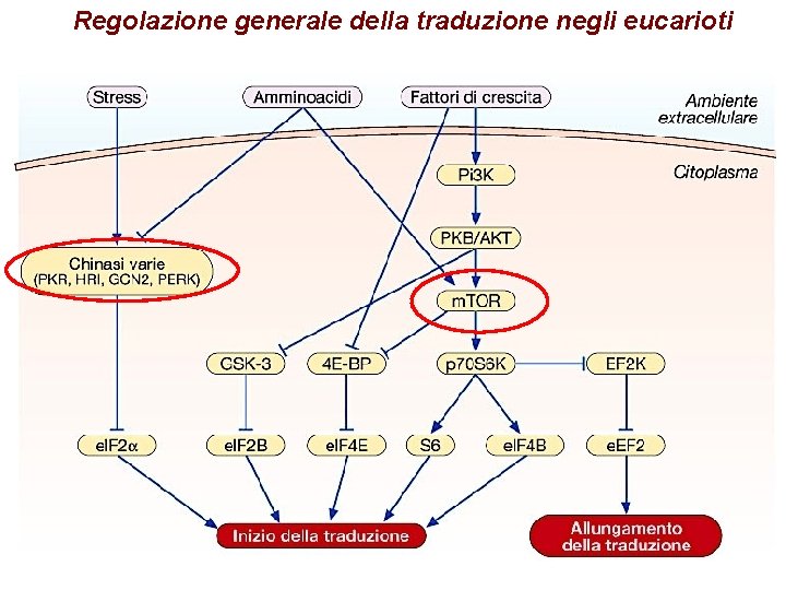 Regolazione generale della traduzione negli eucarioti Regolazione generale della traduzione negli eucarioti
