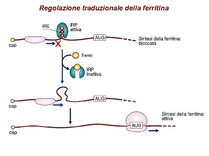 Regolazione traduzionale della ferritina Regolazione traduzionale della ferritina