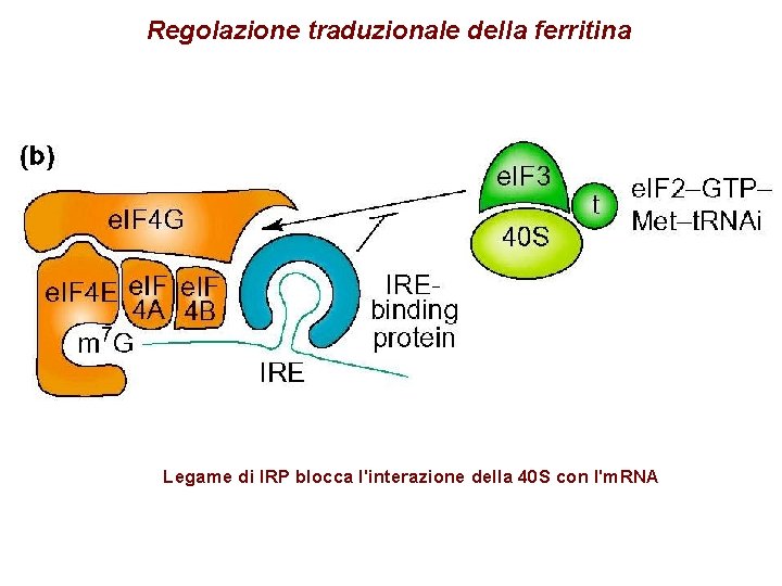 Regolazione traduzionale della ferritina Legame di IRP blocca l'interazione della 40 S con l'm. Regolazione traduzionale della ferritina Legame di IRP blocca l'interazione della 40 S con l'm.