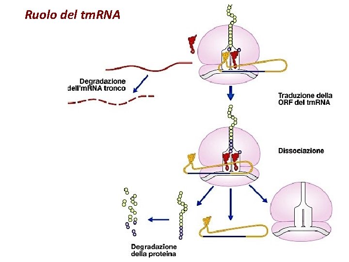 Ruolo del tm. RNA Ruolo del tm. RNA