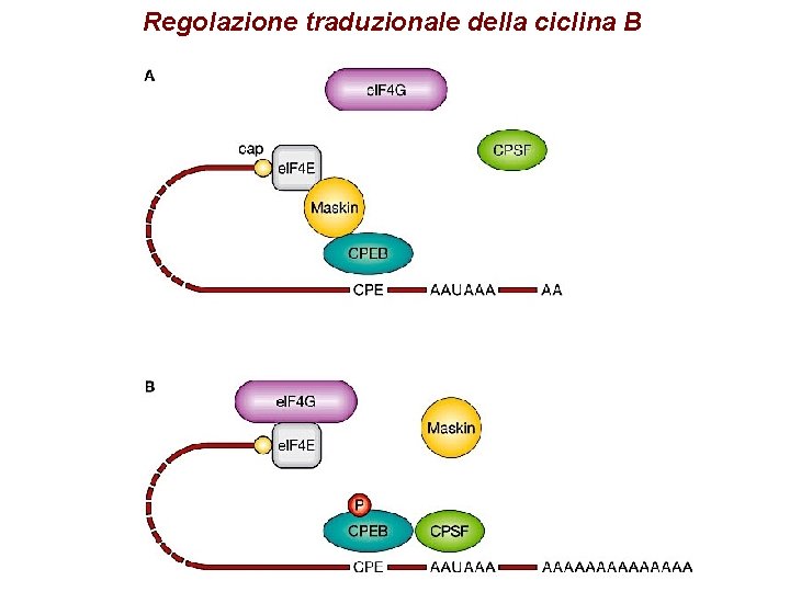 Regolazione traduzionale della ciclina B Regolazione traduzionale della ciclina B