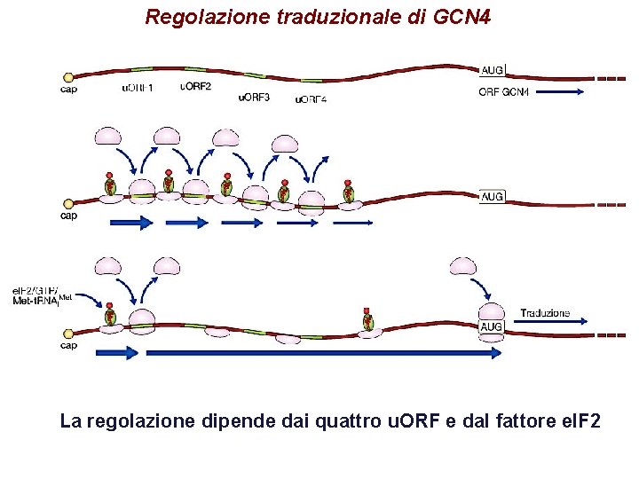 Regolazione traduzionale di GCN 4 La regolazione dipende dai quattro u. ORF e dal Regolazione traduzionale di GCN 4 La regolazione dipende dai quattro u. ORF e dal
