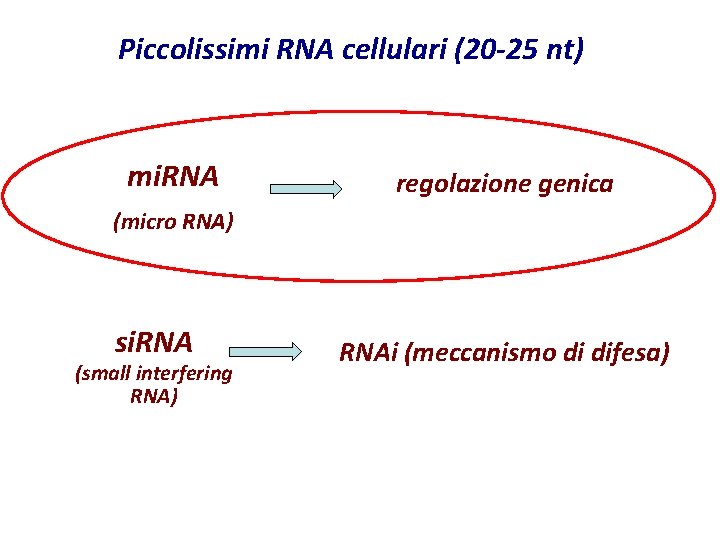 Piccolissimi RNA cellulari (20 -25 nt) mi. RNA regolazione genica (micro RNA) si. RNA Piccolissimi RNA cellulari (20 -25 nt) mi. RNA regolazione genica (micro RNA) si. RNA