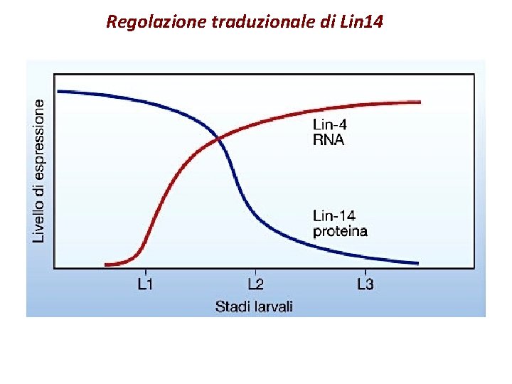Regolazione traduzionale di Lin 14 Regolazione traduzionale di Lin 14