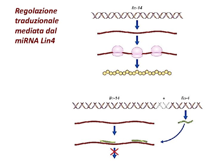 Regolazione traduzionale mediata dal mi. RNA Lin 4 Regolazione traduzionale mediata dal mi. RNA Lin 4