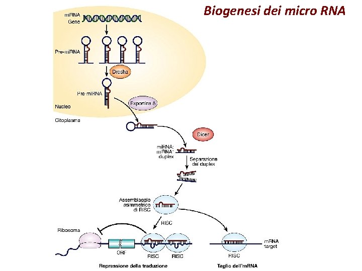 Biogenesi dei micro RNA Biogenesi dei micro RNA