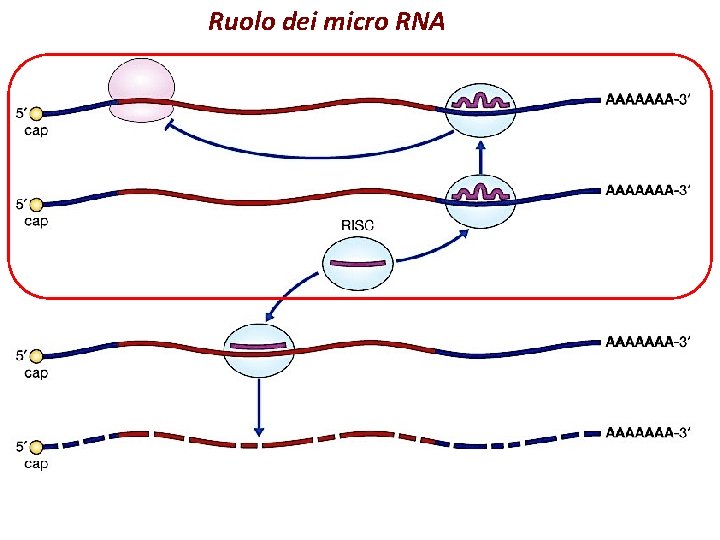 Ruolo dei micro RNA Ruolo dei micro RNA