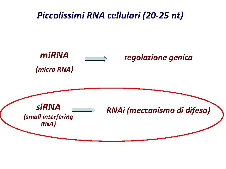 Piccolissimi RNA cellulari (20 -25 nt) mi. RNA regolazione genica (micro RNA) si. RNA Piccolissimi RNA cellulari (20 -25 nt) mi. RNA regolazione genica (micro RNA) si. RNA