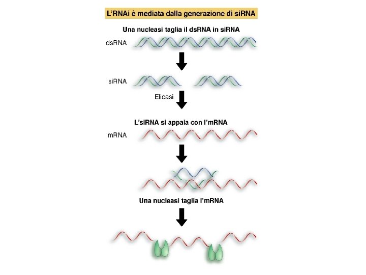 Lewin, IL GENE VIII, Zanichelli editore S. p. A. Copyright © 2006 Lewin, IL GENE VIII, Zanichelli editore S. p. A. Copyright © 2006