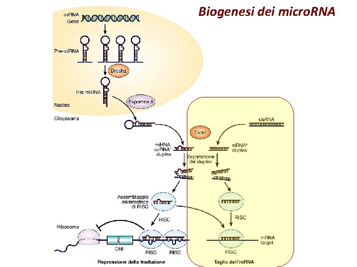 Biogenesi dei micro. RNA Biogenesi dei micro. RNA