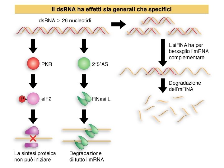 Lewin, IL GENE VIII, Zanichelli editore S. p. A. Copyright © 2006 Lewin, IL GENE VIII, Zanichelli editore S. p. A. Copyright © 2006