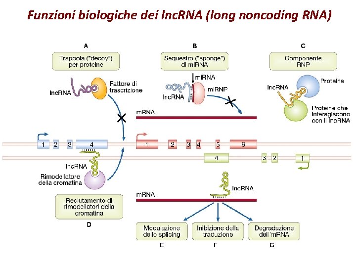 Funzioni biologiche dei lnc. RNA (long noncoding RNA) Funzioni biologiche dei lnc. RNA (long noncoding RNA)