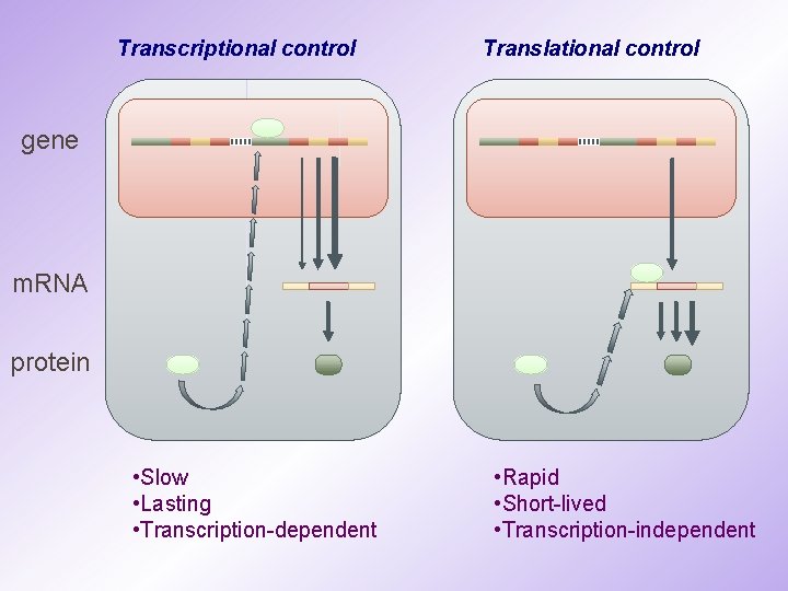 Transcriptional control Translational control gene m. RNA protein • Slow • Lasting • Transcription-dependent Transcriptional control Translational control gene m. RNA protein • Slow • Lasting • Transcription-dependent