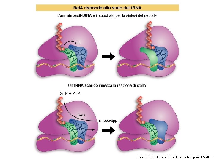 Lewin, IL GENE VIII, Zanichelli editore S. p. A. Copyright © 2006 Lewin, IL GENE VIII, Zanichelli editore S. p. A. Copyright © 2006