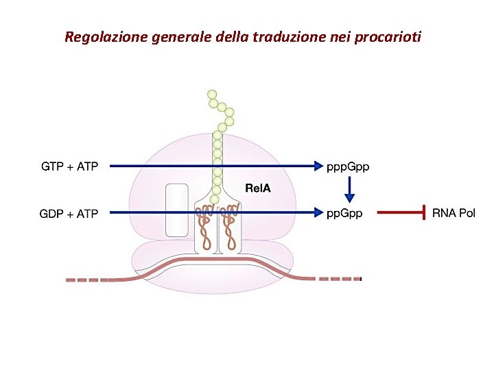 Regolazione generale della traduzione nei procarioti Regolazione generale della traduzione nei procarioti