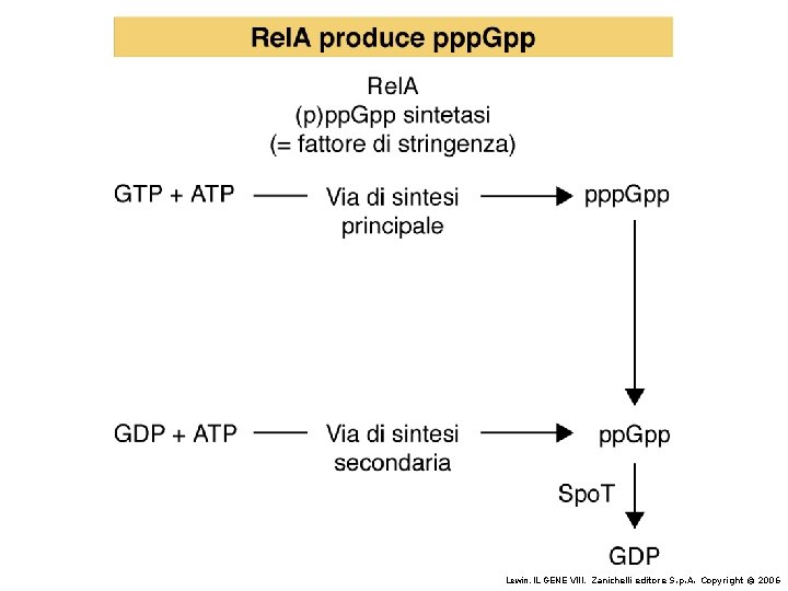 Lewin, IL GENE VIII, Zanichelli editore S. p. A. Copyright © 2006 Lewin, IL GENE VIII, Zanichelli editore S. p. A. Copyright © 2006