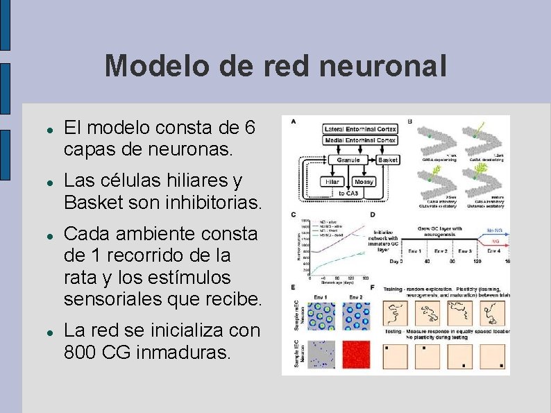 Modelo de red neuronal El modelo consta de 6 capas de neuronas. Las células