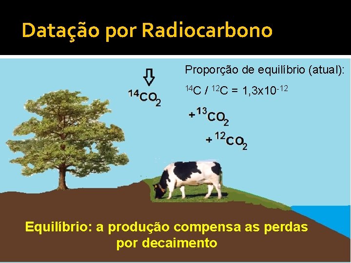 Datação por Radiocarbono Proporção de equilíbrio (atual): 14 C / 12 C = 1,