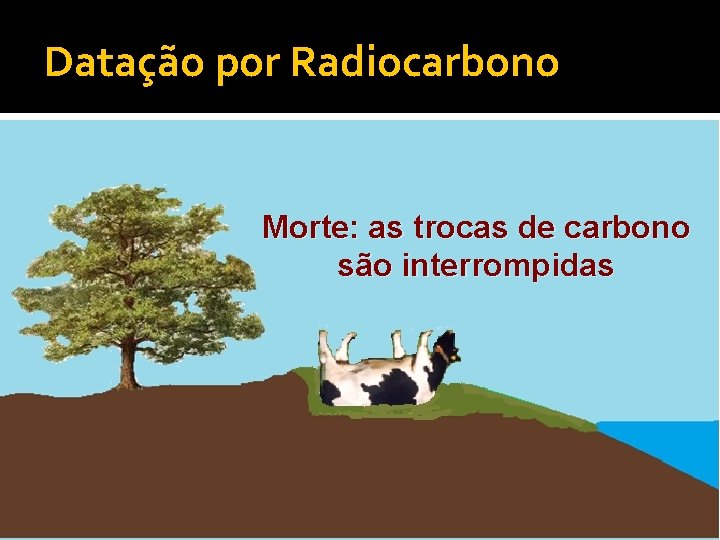 Datação por Radiocarbono Morte: as trocas de carbono são interrompidas 