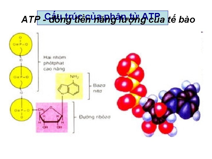 trúc của phân tử ATP -Cấu đồng tiền năng lượng của tế bào 