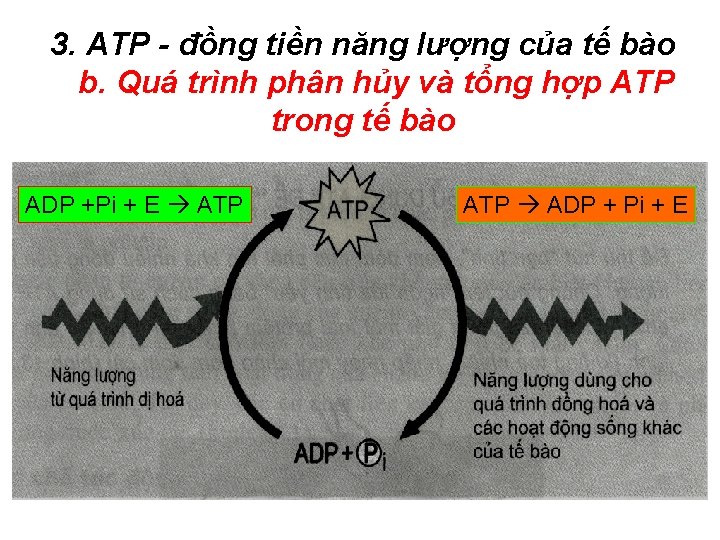 3. ATP - đồng tiền năng lượng của tế bào b. Quá trình phân