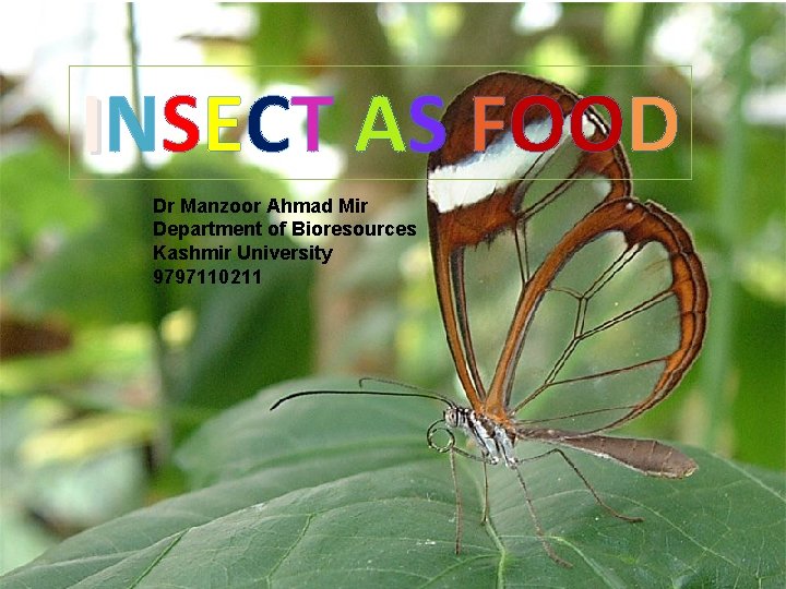 INSECT AS FOOD Dr Manzoor Ahmad Mir Department of Bioresources Kashmir University 9797110211 