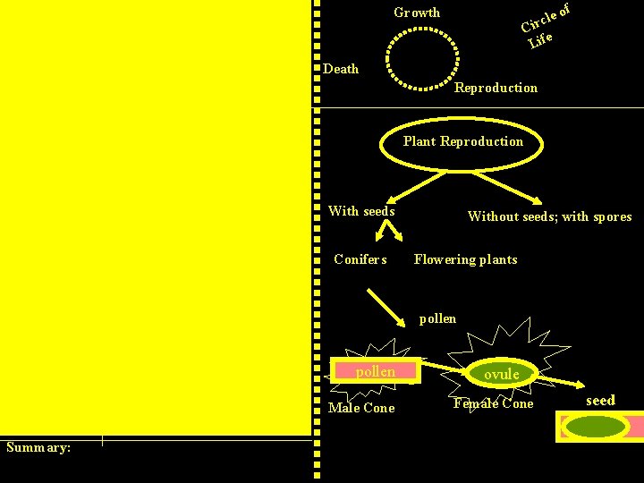 Plant Reproduction Plants and animals have life Life Cycles- cycles—growth, Birth Growth reproduction, and