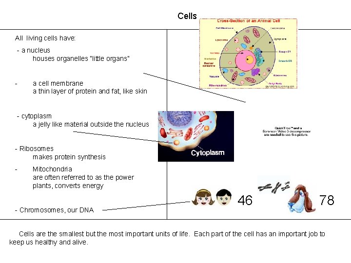 Cells All living cells have: - a nucleus houses organelles “little organs” - a