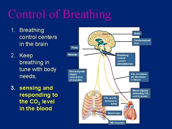 Control of Breathing 1. Breathing control centers in the brain 2. Keep breathing in