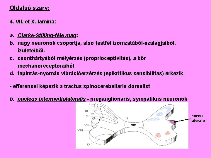 Oldalsó szarv: 4. VII. et X. lamina: a. Clarke-Stilling-féle mag: b. nagy neuronok csoportja,