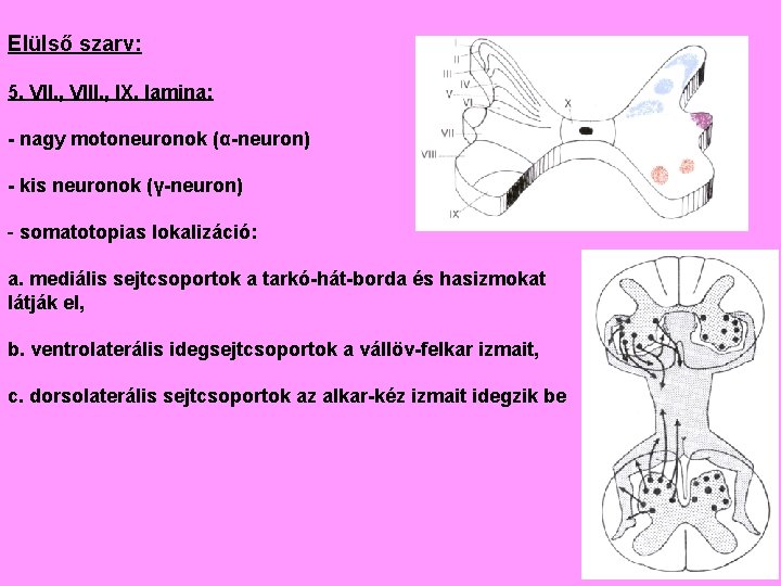 Elülső szarv: 5. VII. , VIII. , IX. lamina: - nagy motoneuronok (α-neuron) -