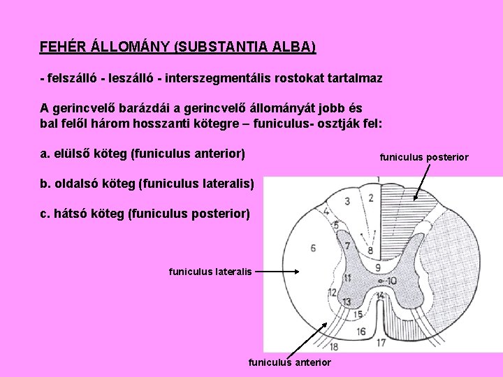 FEHÉR ÁLLOMÁNY (SUBSTANTIA ALBA) - felszálló - leszálló - interszegmentális rostokat tartalmaz A gerincvelő