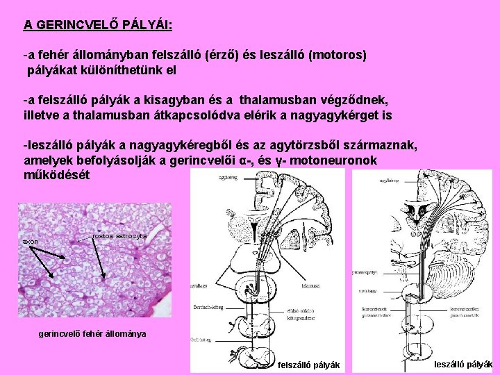 A GERINCVELŐ PÁLYÁI: -a fehér állományban felszálló (érző) és leszálló (motoros) pályákat különíthetünk el