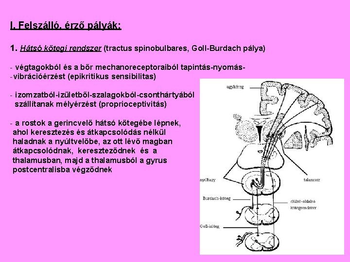 I. Felszálló, érző pályák: 1. Hátsó kötegi rendszer (tractus spinobulbares, Goll-Burdach pálya) - végtagokból