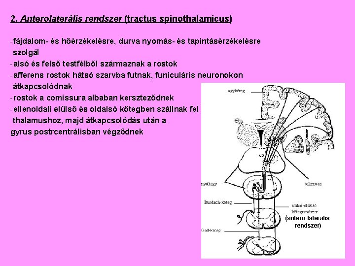 2. Anterolaterális rendszer (tractus spinothalamicus) -fájdalom- és hőérzékelésre, durva nyomás- és tapintásérzékelésre szolgál -alsó