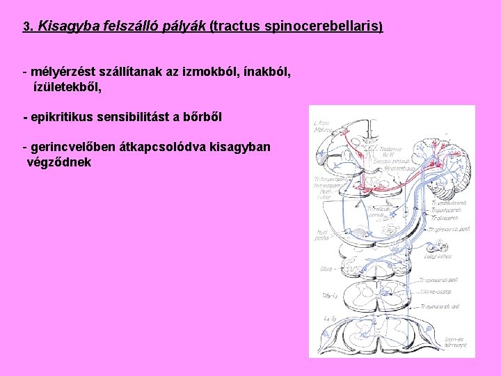 3. Kisagyba felszálló pályák (tractus spinocerebellaris) - mélyérzést szállítanak az izmokból, ínakból, ízületekből, -