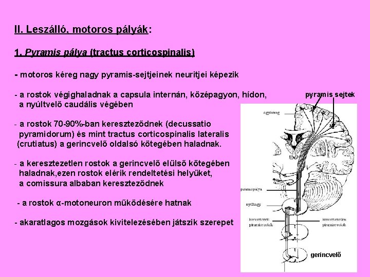 II. Leszálló, motoros pályák: 1. Pyramis pálya (tractus corticospinalis) - motoros kéreg nagy pyramis-sejtjeinek